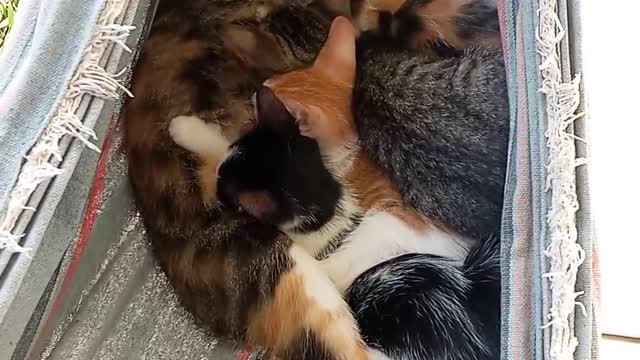 Cat feeding kitten in hammock