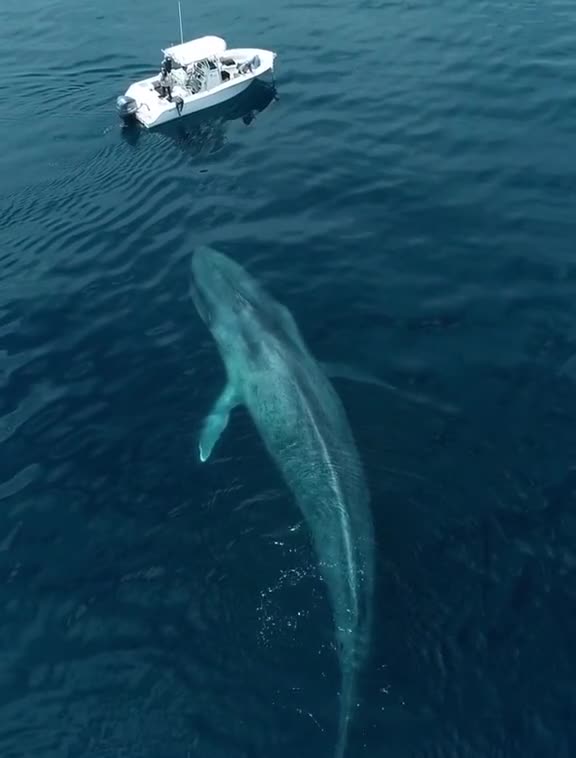 What would you do if the largest animal on earth came right at you?