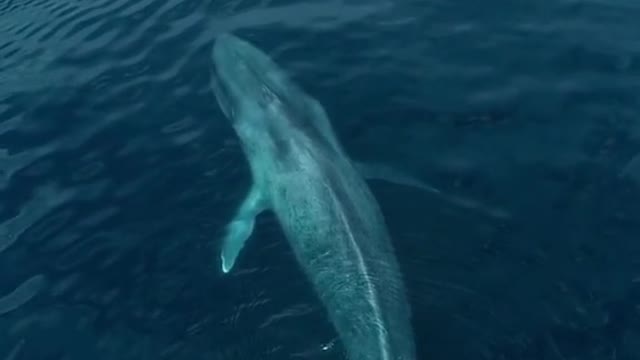 What would you do if the largest animal on earth came right at you?