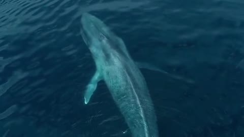 What would you do if the largest animal on earth came right at you?