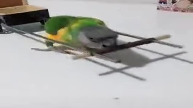 parrot that can do many tricks