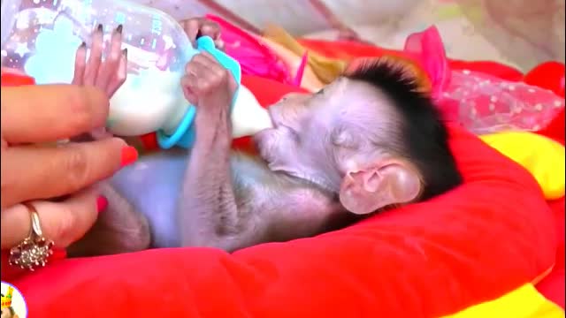 Adorable Baby Monkey Chaly Full Diaper Mom Cleaning Body By.Water Warm With.Soap- Monkey Animals 039