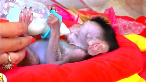 Adorable Baby Monkey Chaly Full Diaper Mom Cleaning Body By.Water Warm With.Soap- Monkey Animals 039