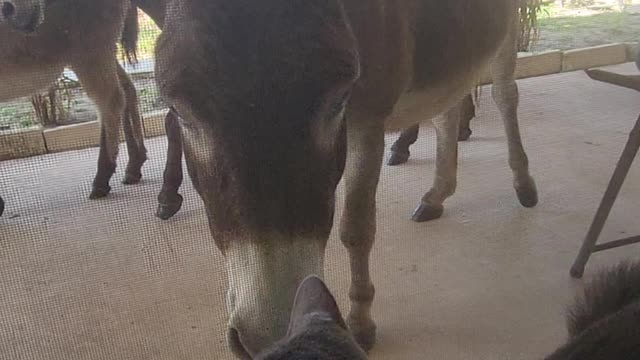 Miniature donkeys saying hi to kitty in window