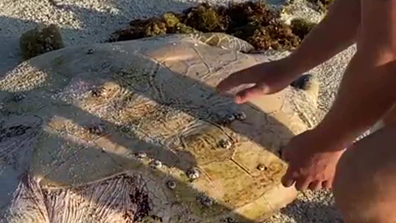 I found a sea turtle 🐢 ...... upside down ( rescue )