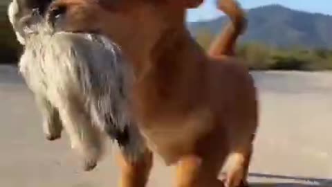 Funny Animal Videos - Awesome Funny Pet Animals | Cute Animals | Super Funny Dog Videos #short video