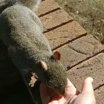 Squirrel peanuts time 🥜.