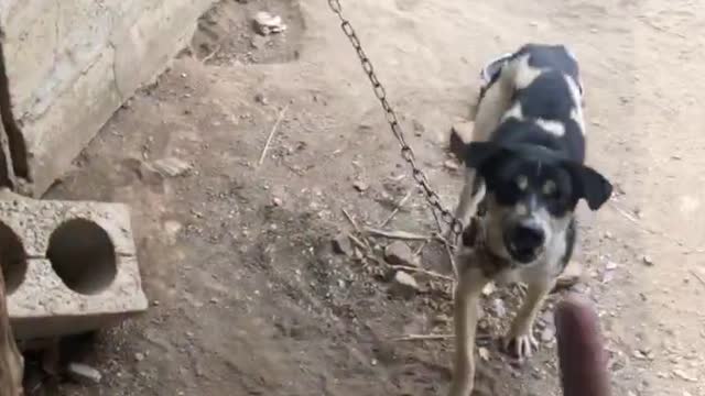 Funny Dog video
