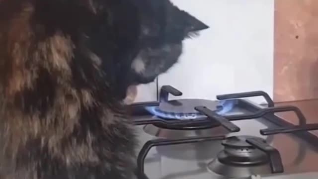 Really intelligent cat looking for eating food....