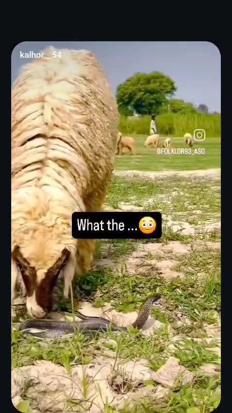 Did you ever think a sheep could eat a snake?! 😳🐍🐑 I definitely didn’t see that coming