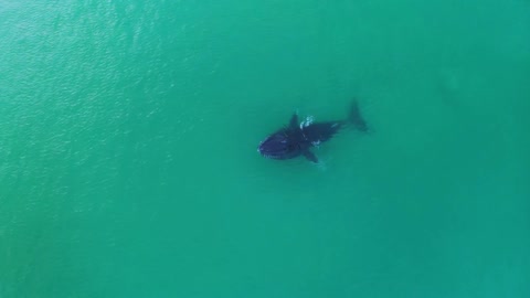 AMAZING WHALE SWIMMING IN THE SEA