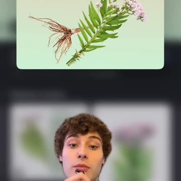 3 Top Herbs for Headaches