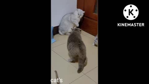 Funny cat's