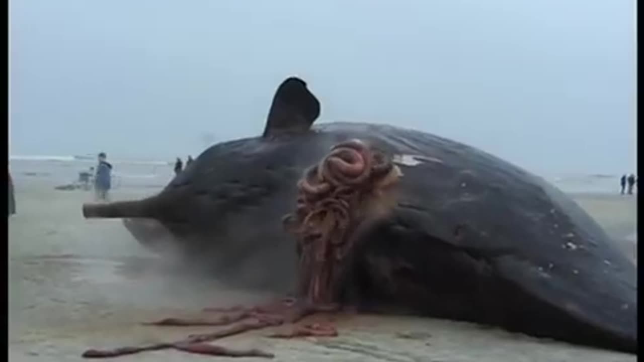 Exploding sperm whales