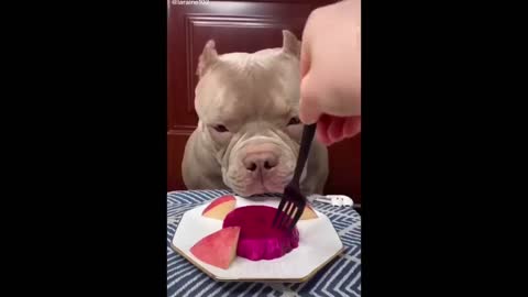 Try Not To Laugh - Dogs And Cats Reaction To Food| MEOW