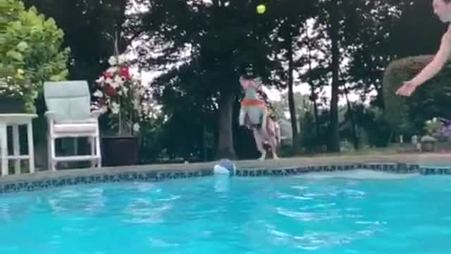 Athletic dog jumps into pool while catching tennis ball in mid air