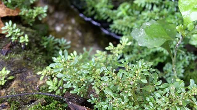 clip of Water Spring and Plants