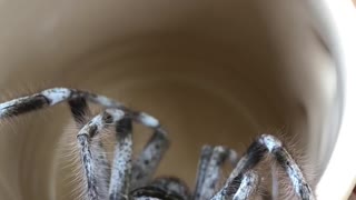 Huge Huntsman Hiding in Coffee Mug