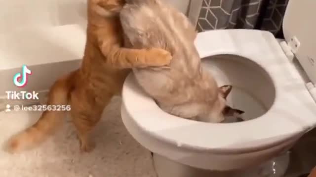 cute cat funny video