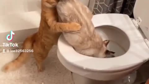 cute cat funny video