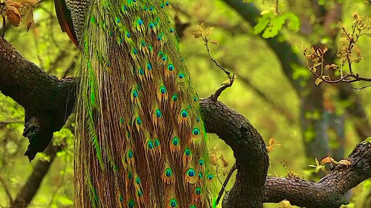 Indian peafowl