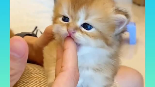 09_ Cute and Funny Cat Videos Compilation _#short