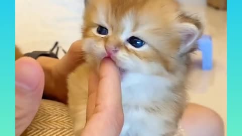 09_ Cute and Funny Cat Videos Compilation _#short