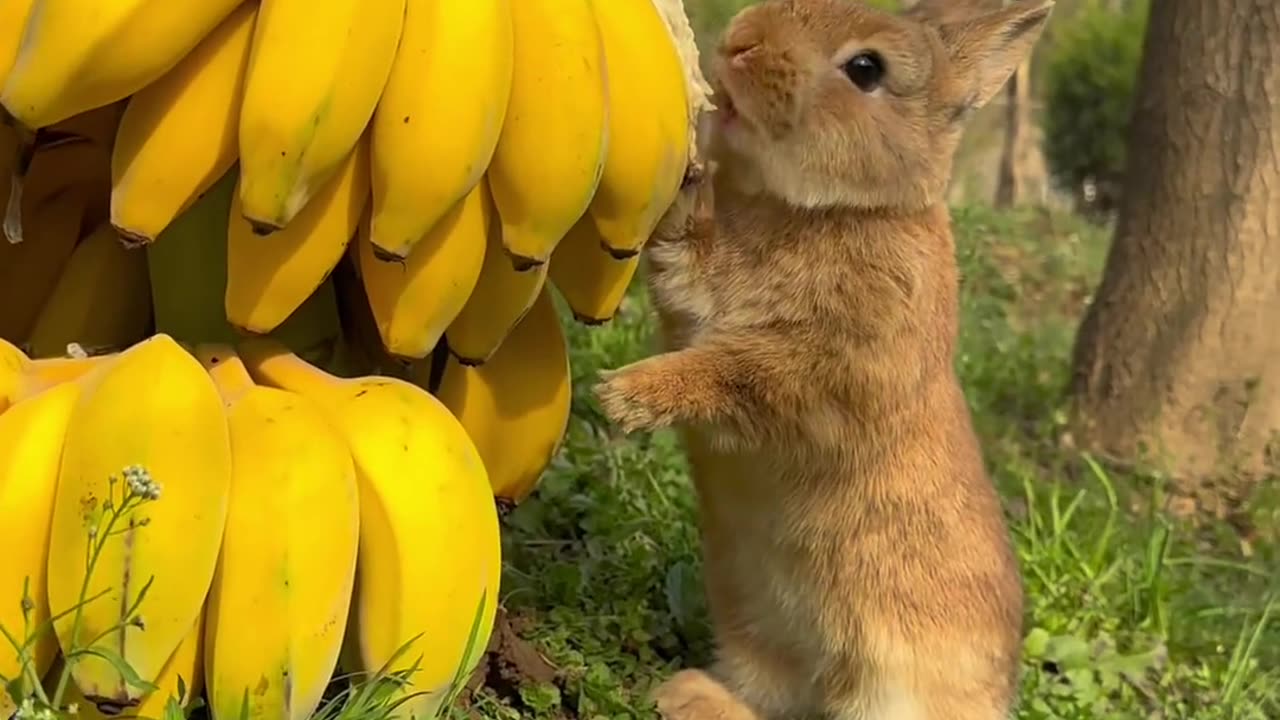 A little bunny that loves to eat bananas.