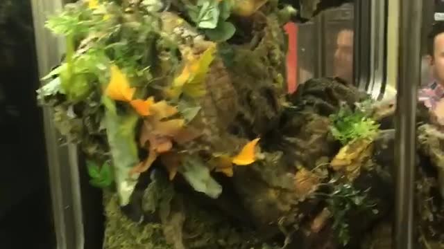 Man dressed as weed plant on train