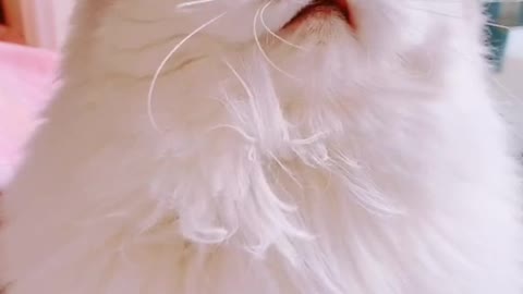 If you like it is a sexy cat