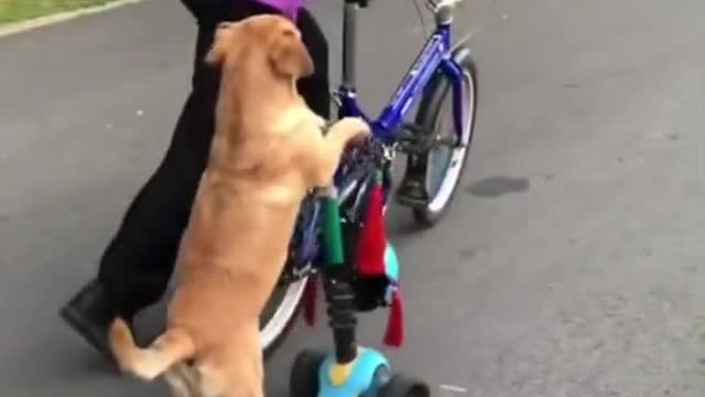 dog riding a skateboard