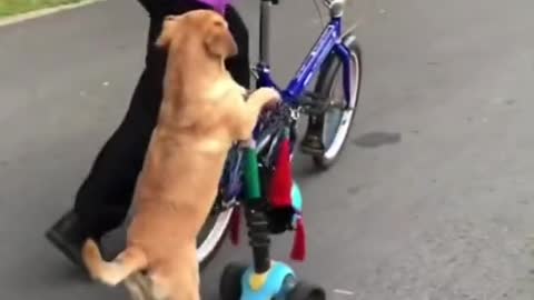 dog riding a skateboard