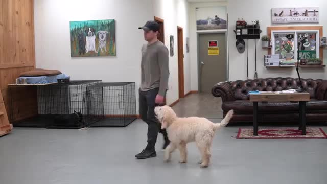 Teach ANY dog to walk nice on the leash, 5 minute training