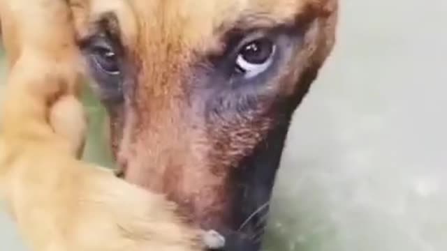 Poor Baby Dog 😷 Funny Dogs Video😂🤣🤣😭