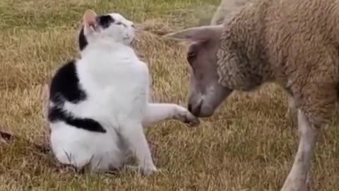 The friendly communication between cat and sheep, who can tell me what they are saying?