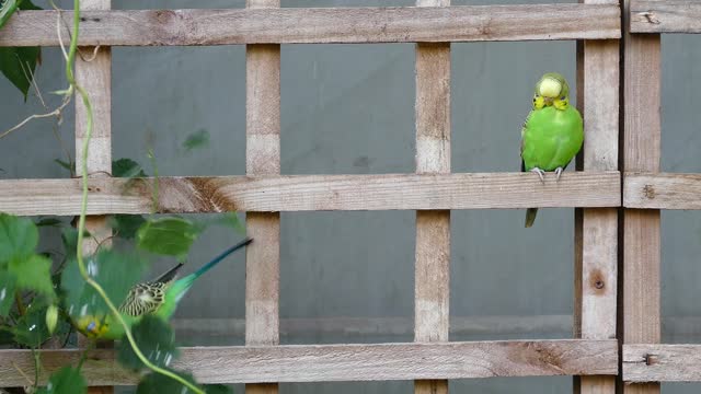 A bird playing and looking for food