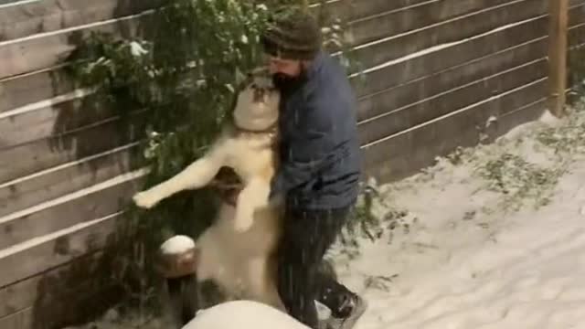Gets dragged in from the snow