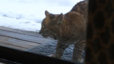 cats vs. treadmillCat vs. Bobcat