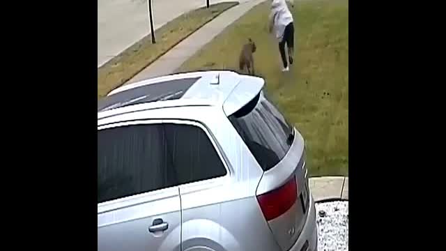 Disastrous cats and dogs