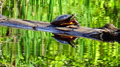 Painted Turtle