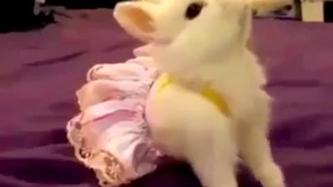 cute rabbit costume