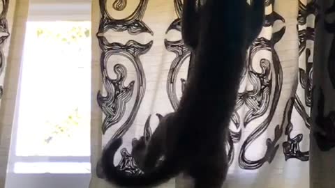 Black cat climbing window curtain and falling down