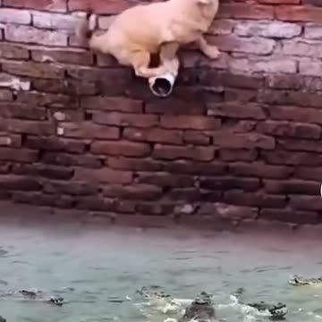 OMG dog falls in lake full of croc’s