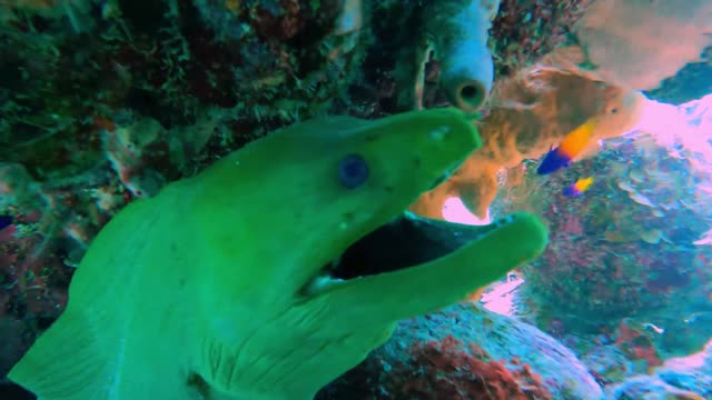 Moray eels' most impressive teeth are ones you don't see