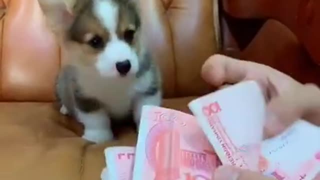 Baby Cute and Funny Dog Video