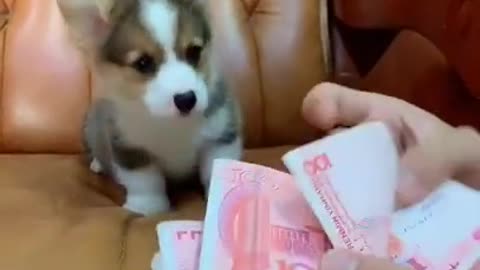 Baby Cute and Funny Dog Video