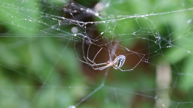 Up-close view of a spider