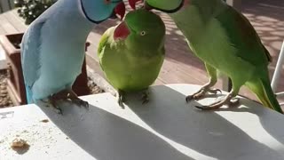 Parrot Love