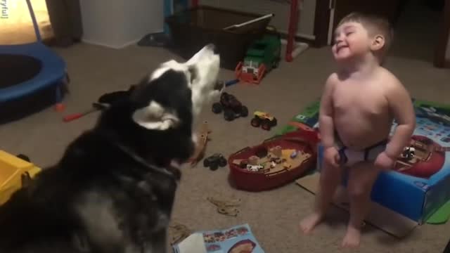 Toddler laughs as he and husky howl together baby