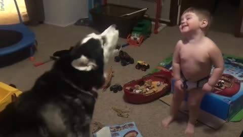 Toddler laughs as he and husky howl together baby